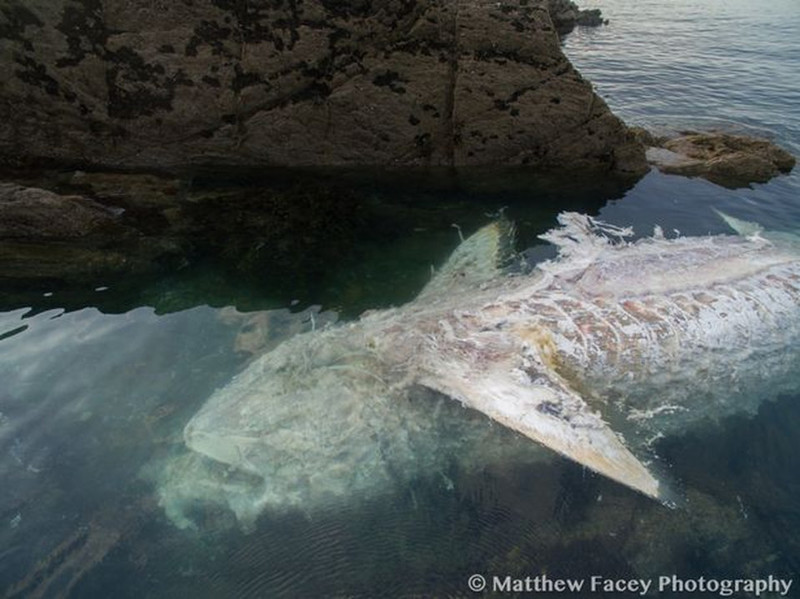 Восьмиметровую «акулу-монстра» выкинуло на скалы побережья Корниш Корниш, акула