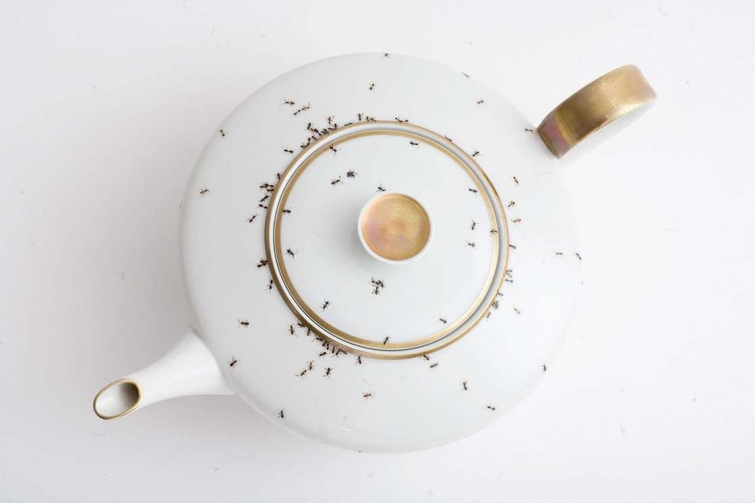 посуда с реалистичными муравьями, муравьи нарисованные на посуде