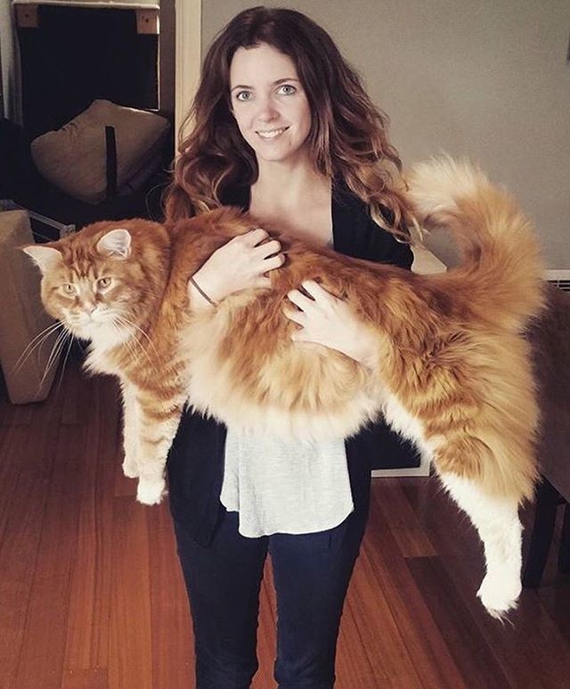 длинный кот, кот гигант,