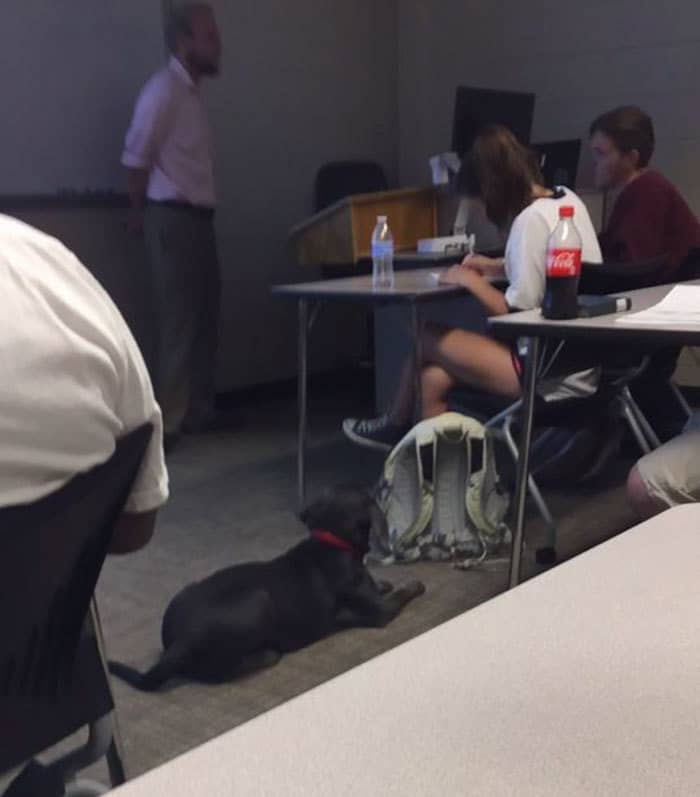 student-professor-dog-hurricane-irma-10